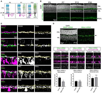 Neurofascin Is a Novel Component of Rod Photoreceptor Synapses in the Outer Retina